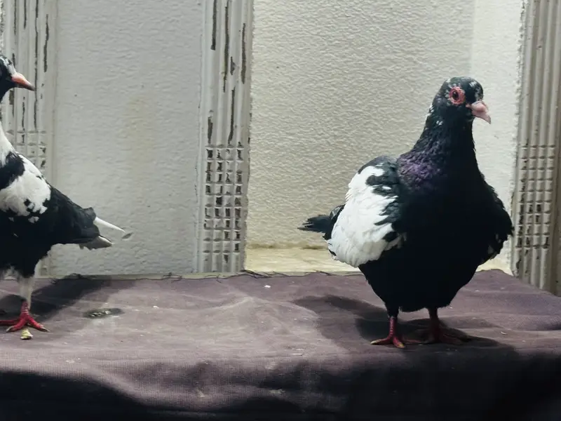 Maina breeder pair — photo 7