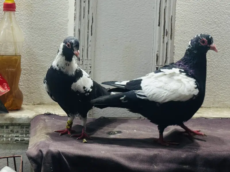 Maina breeder pair — photo 8