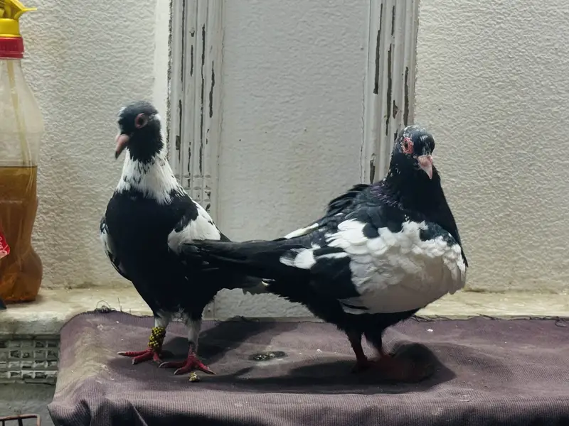 Maina breeder pair — photo 9