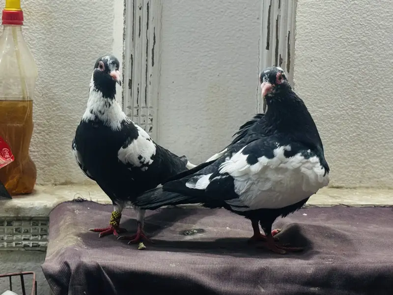 Maina breeder pair — photo 10