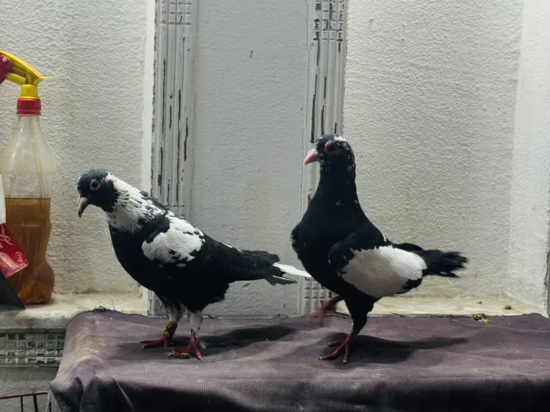 Maina breeder pair — photo 11