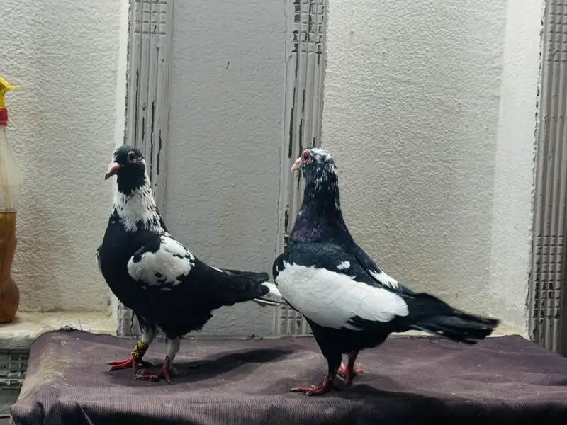Maina breeder pair — photo 12