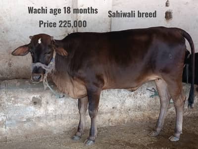 Cow | sahiwal wachi | frezain cow | jersy cross cow |gay | milk cow
