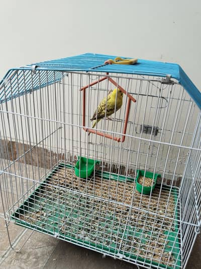 Female Lovebird Parrot with cage for Sale – Healthy & Active Pet Bird