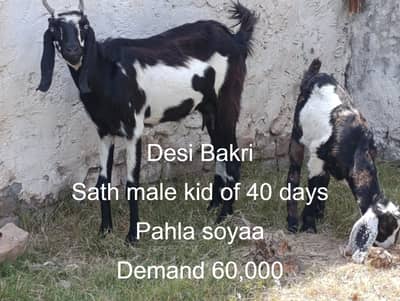 Desi bakri bchy k sath | goats | desi goat | bakri for sale