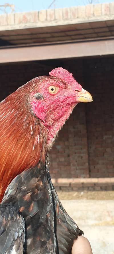 pure aseel mianwali murga for sale