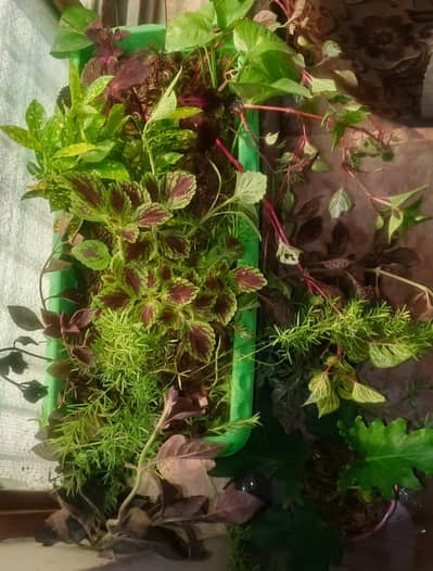 plants  Home Decorations