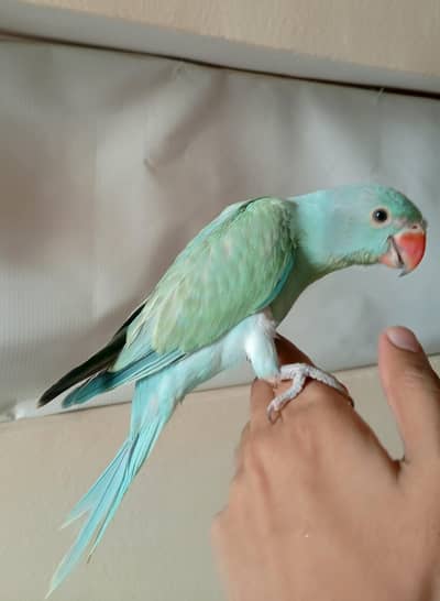turquoise blue opaline ringneck chick