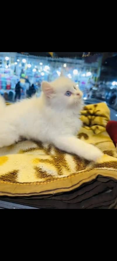 persian cat for sale MywatsapppNumber0341-15-94-140
