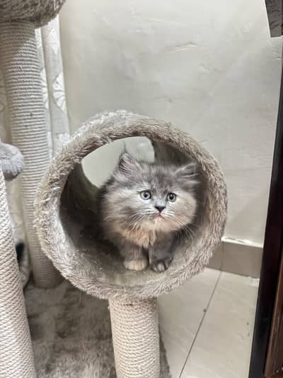  Adorable Doll Face Persian Kittens Available 