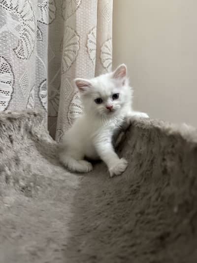 Adorable Doll Face Persian Kittens Available