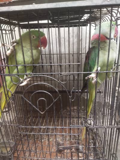 Raw Parrots Pair Male and Female 03009422140