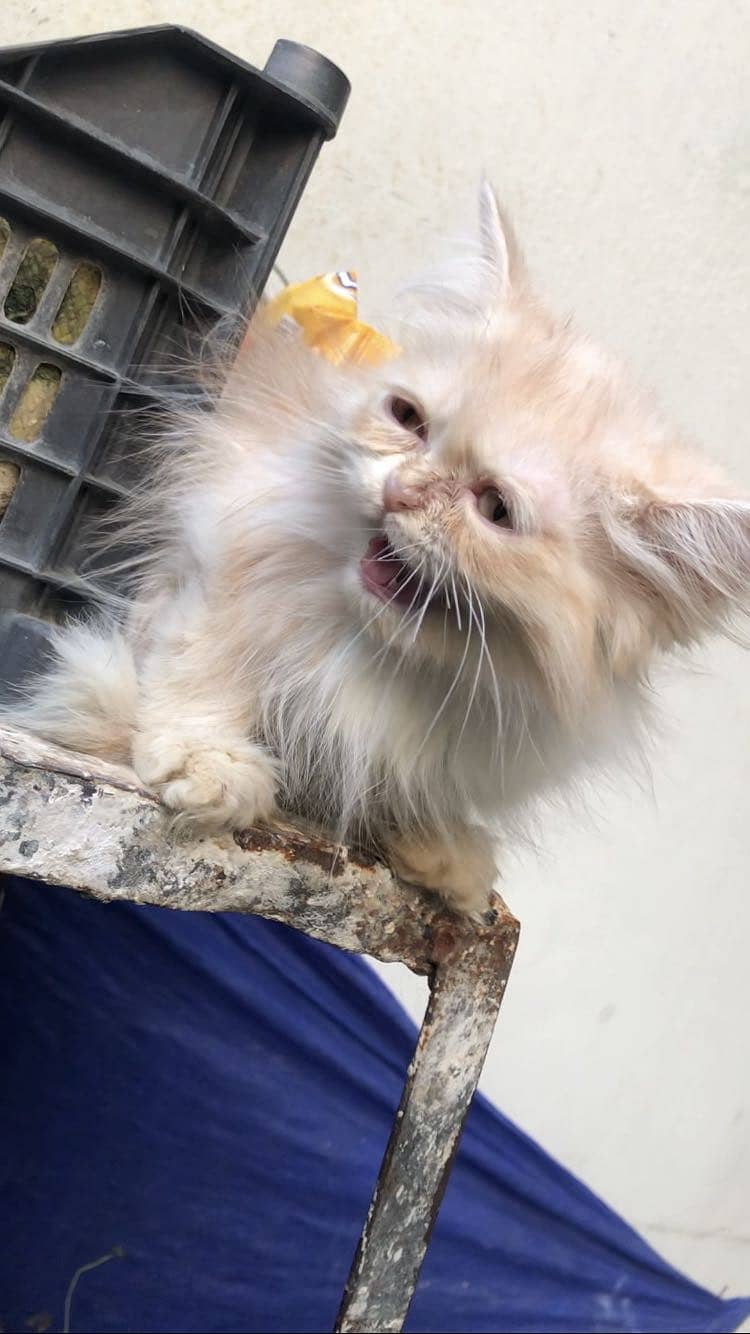 Persian 1