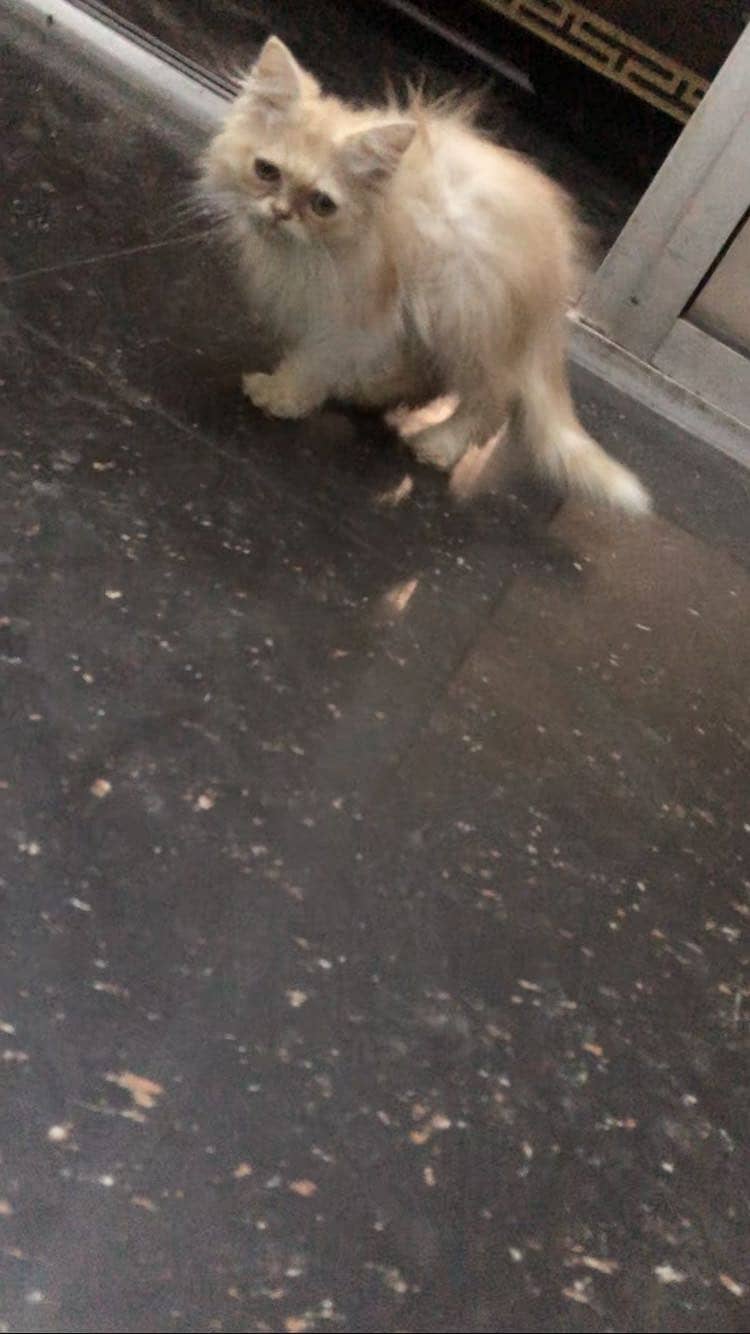 Persian 2
