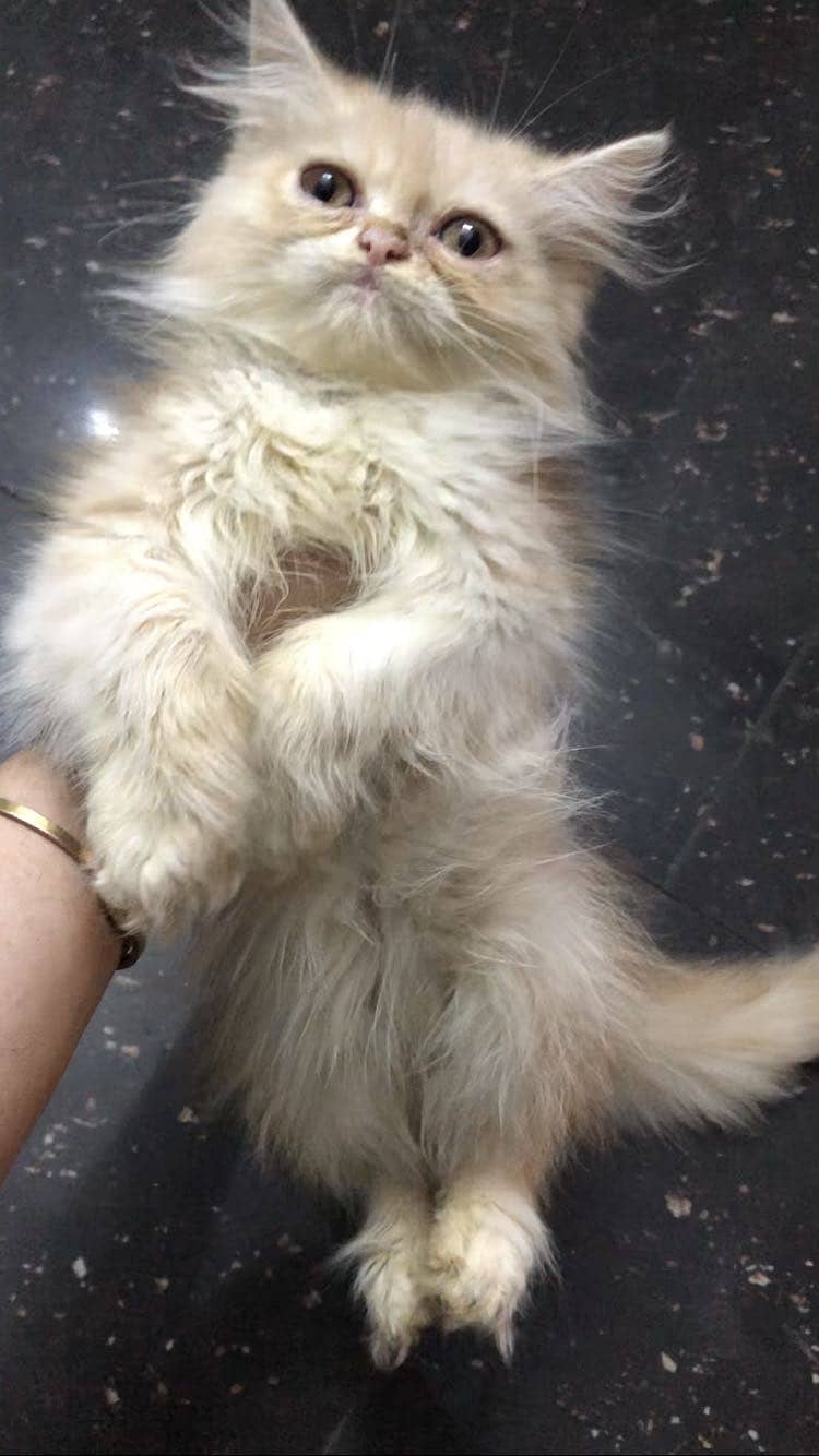 Persian 3