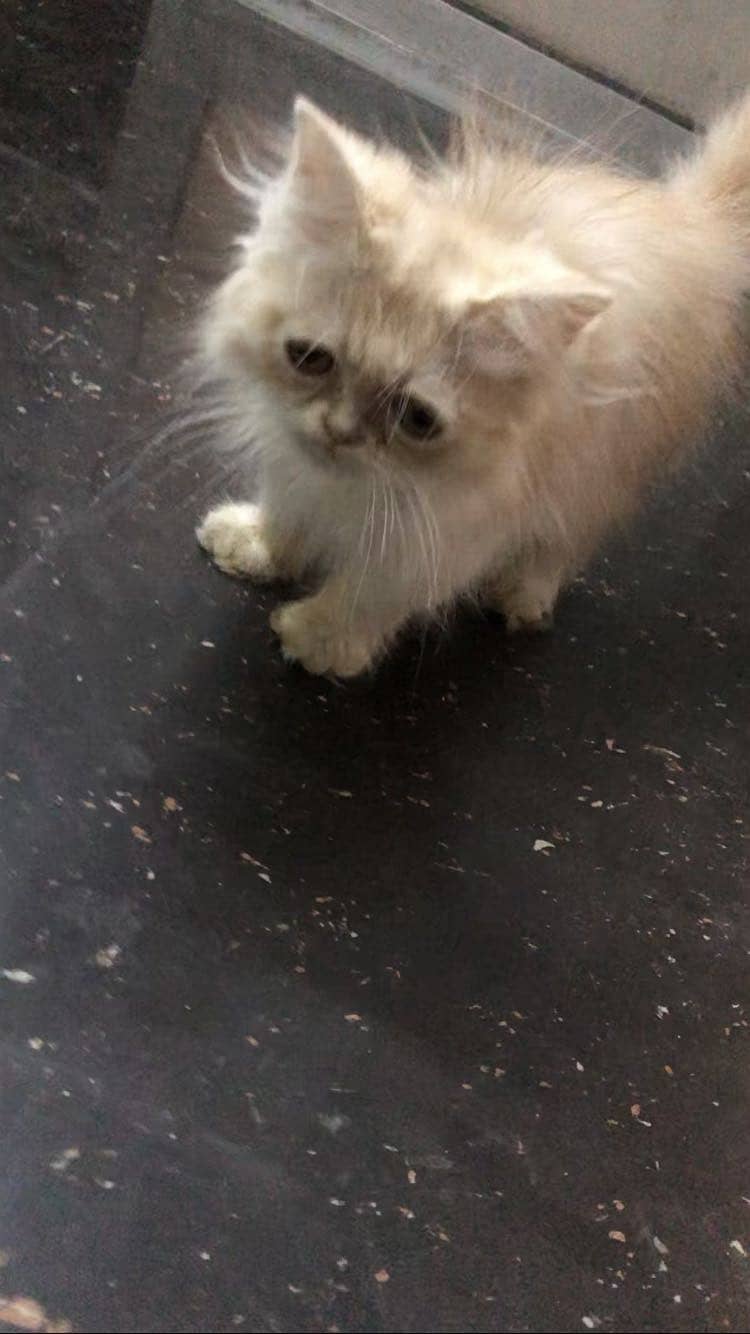 Persian 4