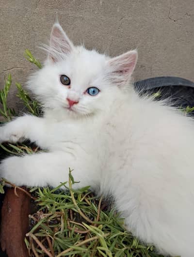 persian male kittens for sale