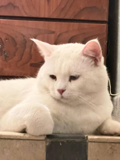 White male odd eyes