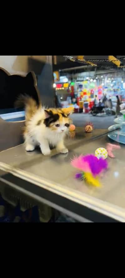 persian cat for sale MywatsapppNumber0341-15-94-140