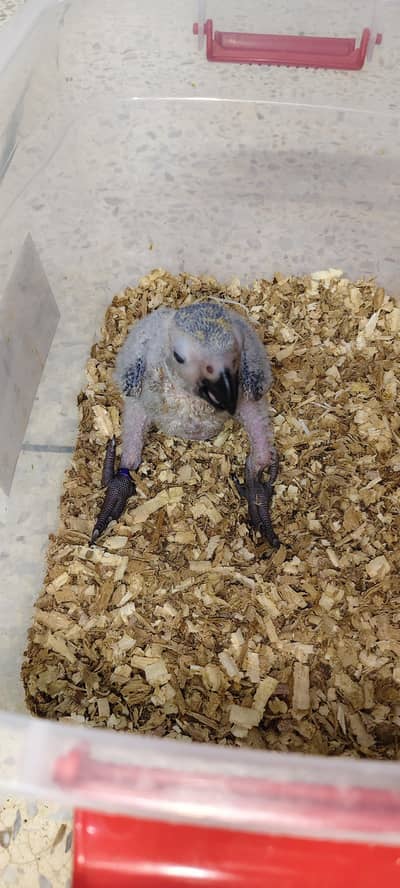 African Grey Chick