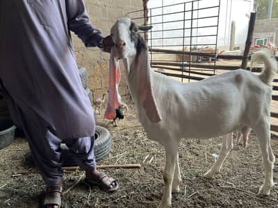Gulabi bakri