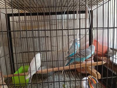  8 Healthy Budgie Parrots with 3 Portion Cage for Sale