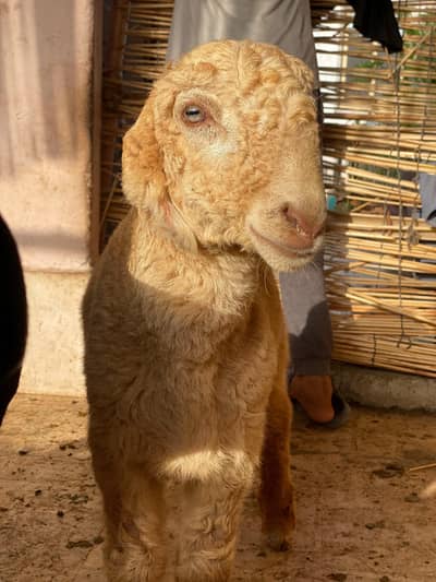 Entry New Khara Breed 2027 Shok