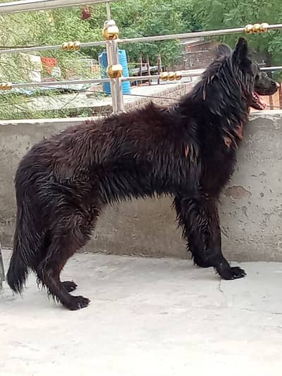 2 Dog male female