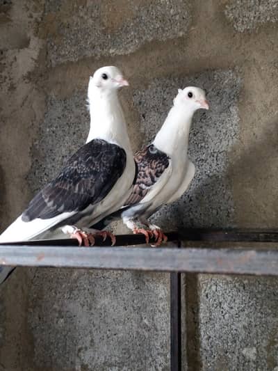 satinette Pigeon Pair