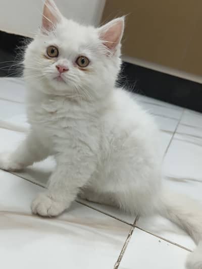 persian kittens for sale