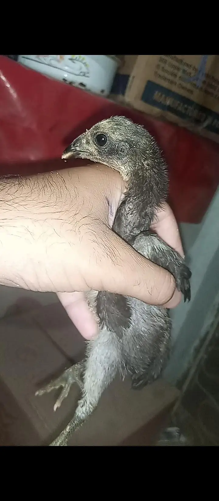 Thai pokoye Chicks — photo 2