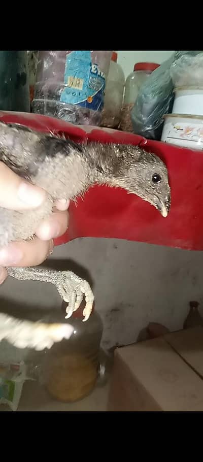 Thai pokoye Chicks