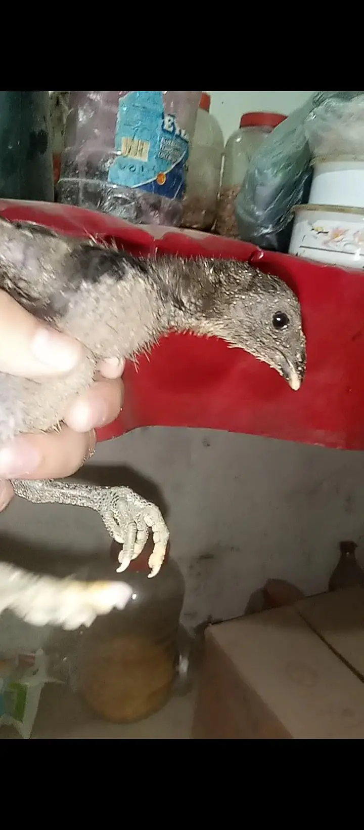 Thai pokoye Chicks