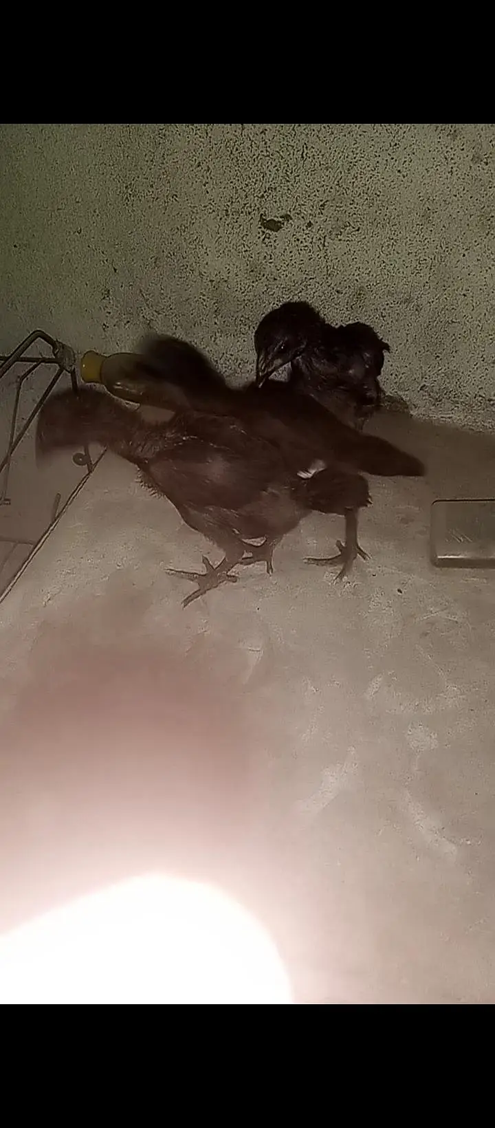 Thai pokoye Chicks — photo 3