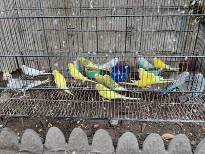 Beautiful healthy parrots for sale