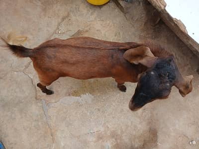bakra