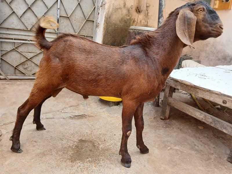 bakra 1