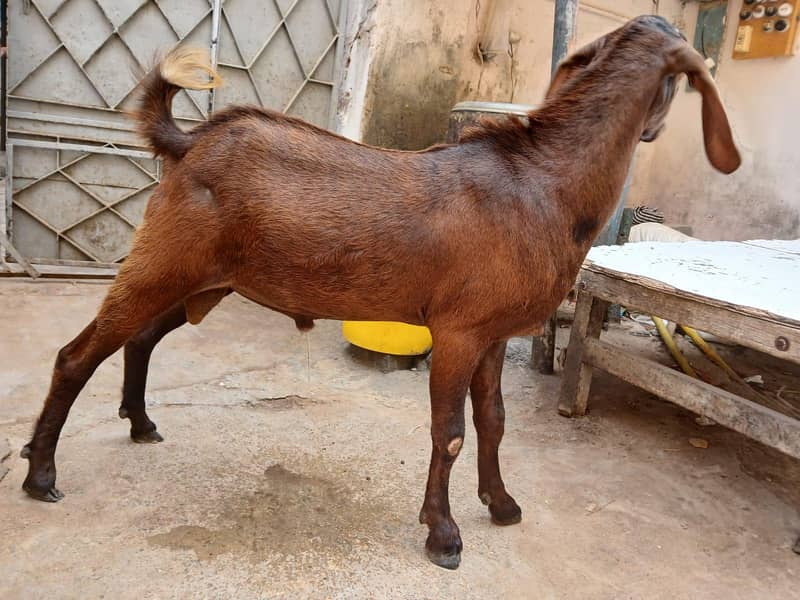 bakra 2