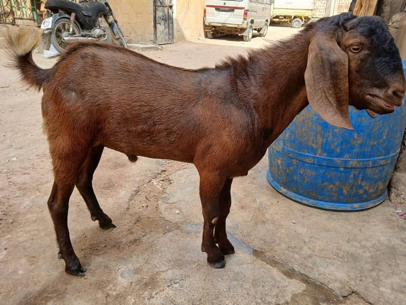 bakra 3