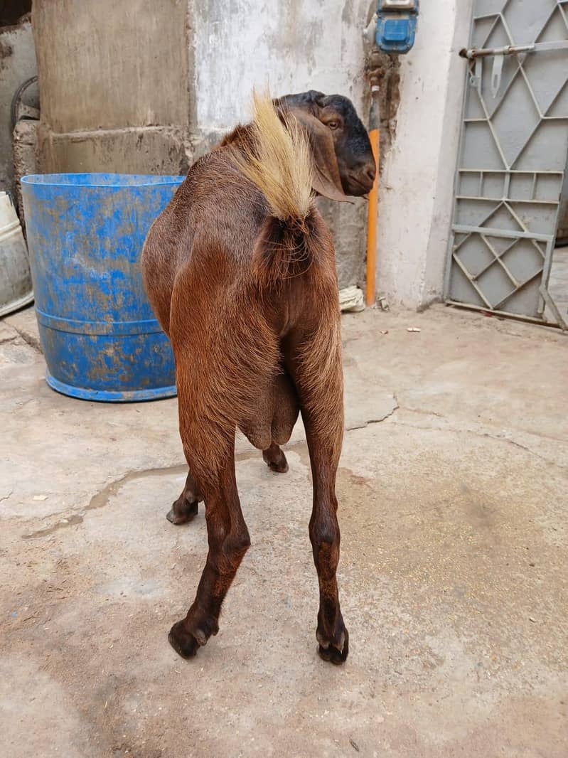 bakra 4