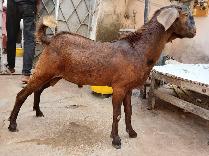bakra 5