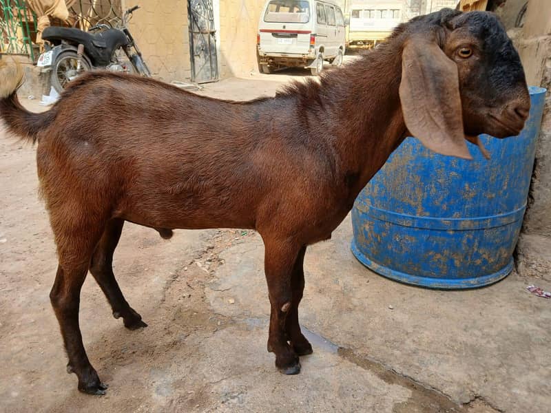 bakra 6