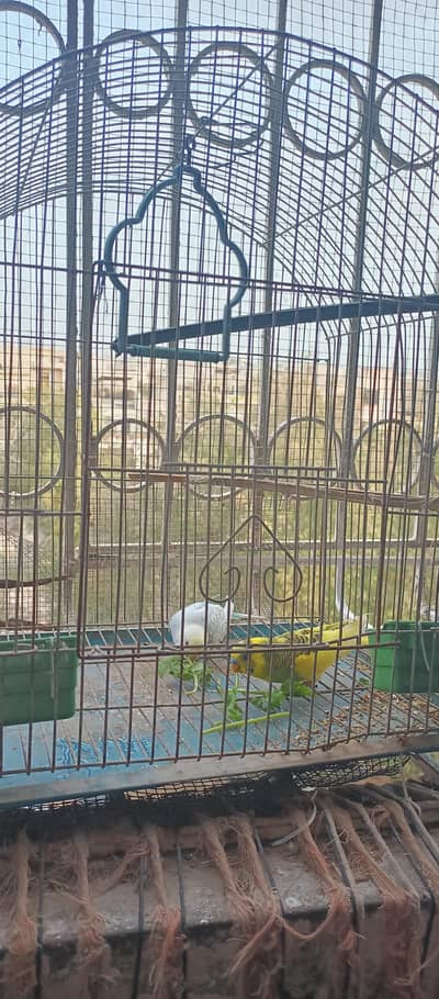 For sale budgie breeder pair with cage in good condition