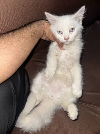 Persian cat for sale