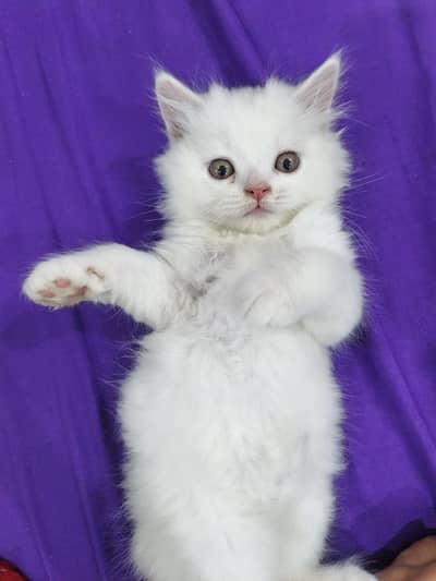persian kitten for sale