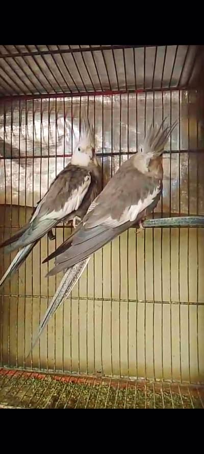 charcoal cocktail breeder pair for sell 03330203898
