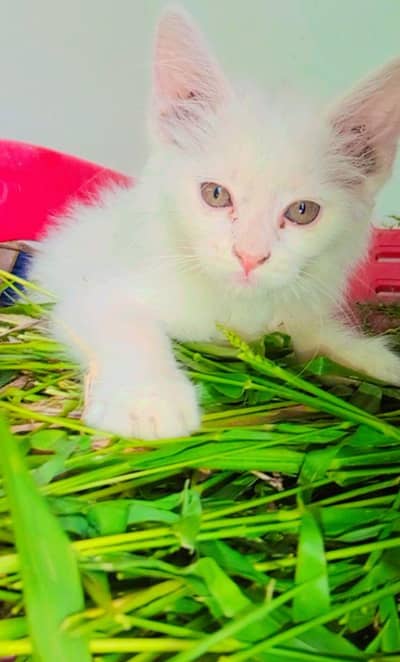 male cat baby sale 70 % Persian