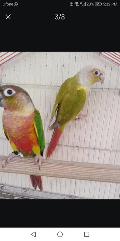 conure breader pair