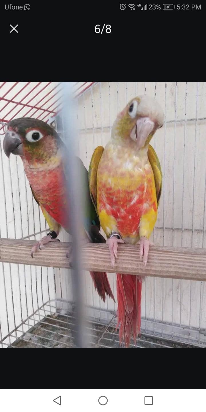 conure breader pair 1