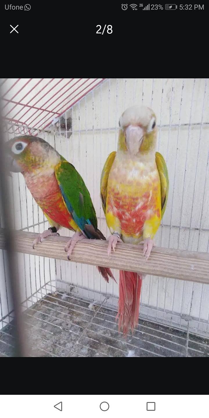 conure breader pair 2